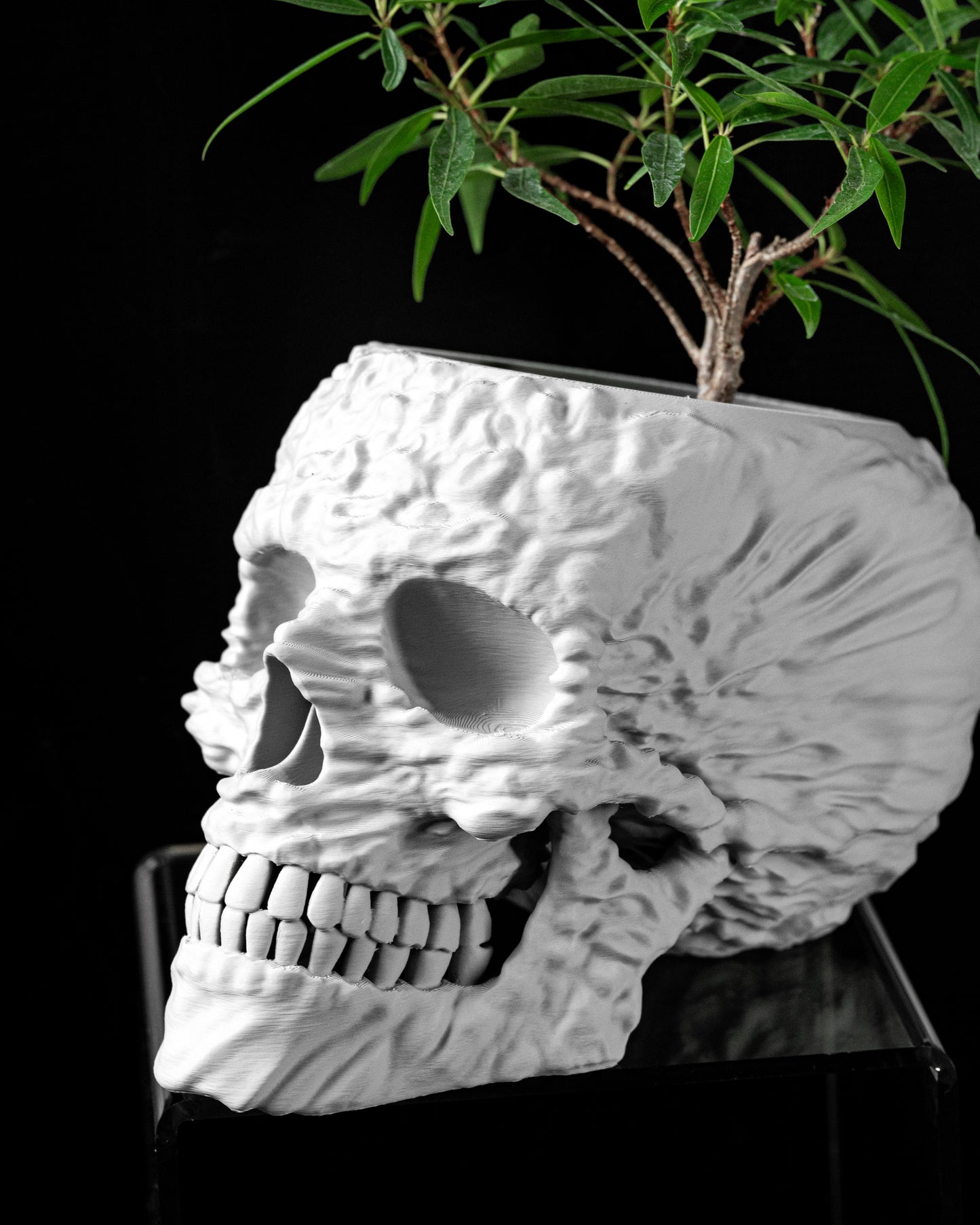 Skelett Blumentopf
